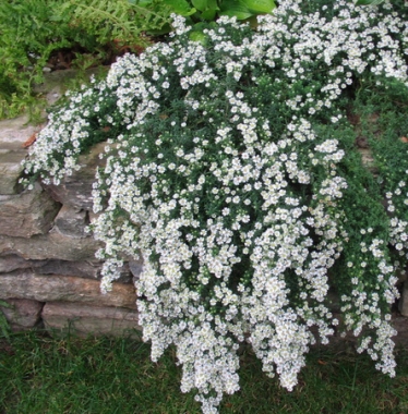 Aster wrzosolistny (Aster ericoides) rozesłany (prostratus)